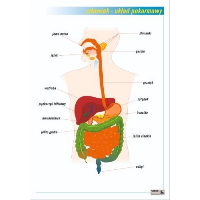 UKŁAD POKARMOWY PLANSZA  (PLA399)