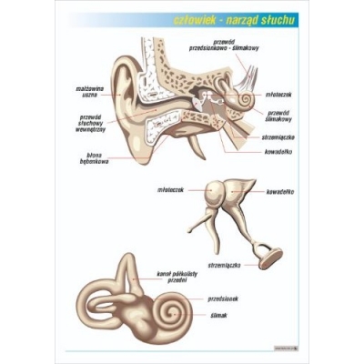 NARZĄD SŁUCHU - UCHO PLANSZA  (PLA385)
