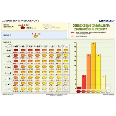 PLANSZA PODSTAWY GENETYKI - DZIEDZICZENIE WIELOGENOWE (SOS132)