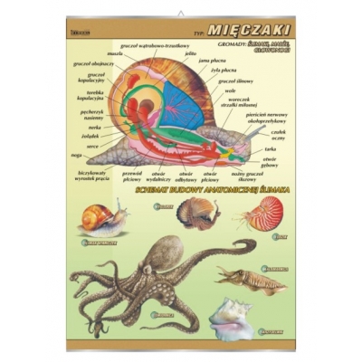 PLANSZA MIĘCZAKI-BUDOWA ANATOMICZNA (BIO363)