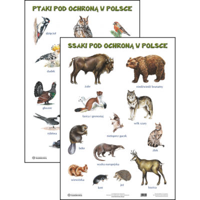 SSAKI/ PTAKI POD OCHRONĄ W POLSCE PLANSZA DWUSTRONNA (PLA336)