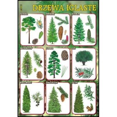 PLANSZA DRZEWA IGLASTE (BIO504)