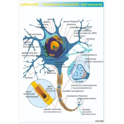 BUDOWA KOMÓRKI NERWOWEJ PLANSZA (PLA426)