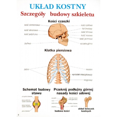 ANATOMIA I FIZJOLOGIA CZŁOWIEKA ZESTAW PLANSZ/TABLIC   (PLA145)