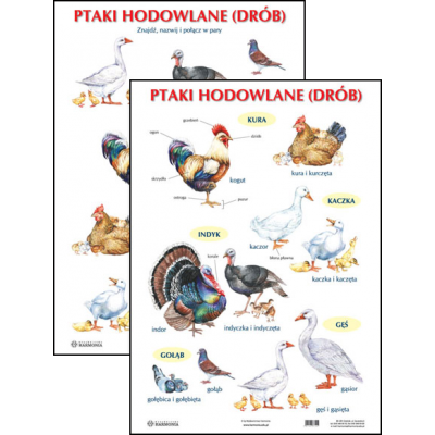 PTAKI HODOWLANE (DRÓB) PLANSZA DWUSTRONNA  H (PLA328)