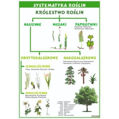 SYSTEMATYKA ROŚLIN PLANSZA  (PLA376)