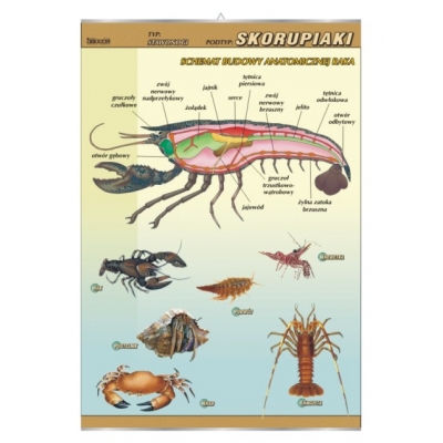 PLANSZA SKORUPIAKI-BUDOWA ANATOMICZNA (BIO364)