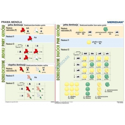 PLANSZA PODSTAWY GENETYKI - PRAWA MENDLA (BIO452)