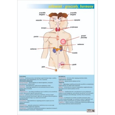 GRUCZOŁY I HORMONY PLANSZA  (PLA404)