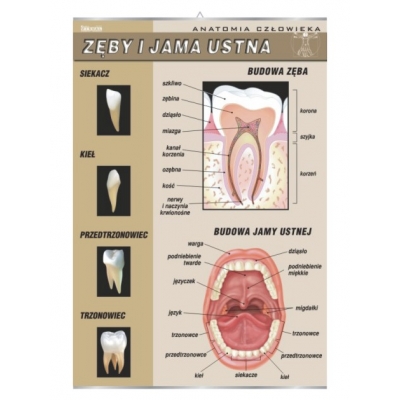 PLANSZA ZĘBY I JAMA USTNA (BIO518)