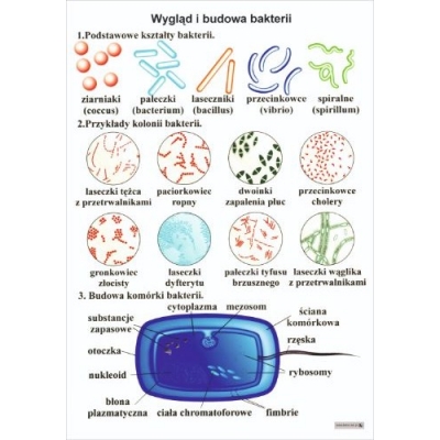 WYGLĄD I BUDOWA BAKTERII PLANSZA  (PLA487)