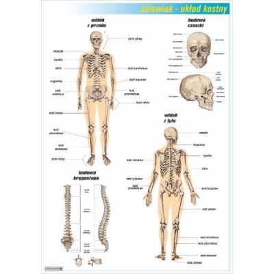 UKŁAD KOSTNY PLANSZA (PLA409)