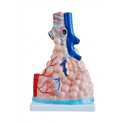 MODEL PĘCHERZYKÓW PŁUCNYCH POWIĘKSZONY  (BIO593)