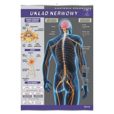 PLANSZA UKŁAD NERWOWY (BIO106)