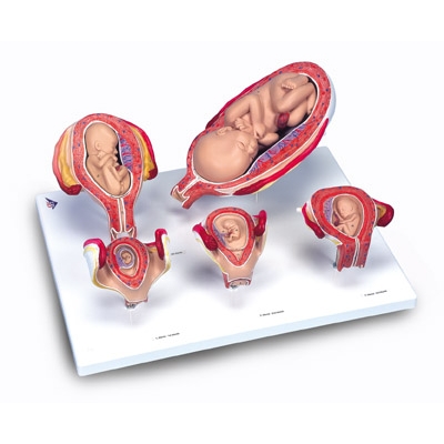 ROZWÓJ PRENATALNY CZŁOWIEKA -MODEL 5 CZĘSCI (BIO107)