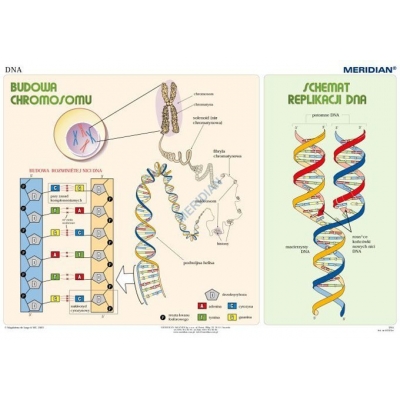 PLANSZA PODSTAWY GENETYKI DNA MER (BIO425)