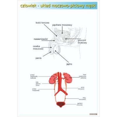 UKŁAD MOCZOWO - PŁCIOWY MĘSKI PLANSZA (PLA406)