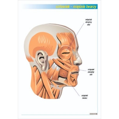 MIĘŚNIE TWARZY PLANSZA  (PLA398)