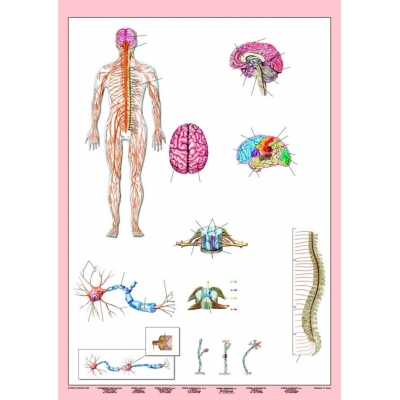 UKŁAD NERWOWY CZŁOWIEKA PLANSZA DWUSTRONNA  (PLA261)