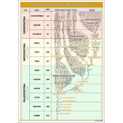 DRZEWO GENEALOGICZNE KRĘGOWCÓW PLANSZA (PLA377)